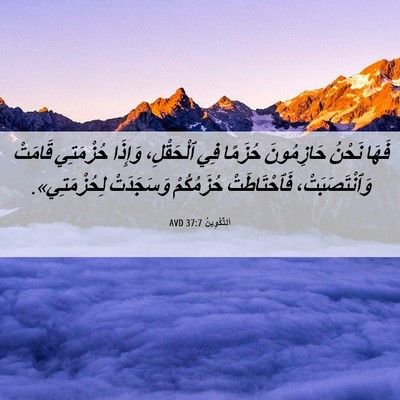 Picture 06 - اَلتَّكْوِينُ 37:7 AVD - فَهَا نَحْنُ حَازِمُونَ - Bible Verse Picture