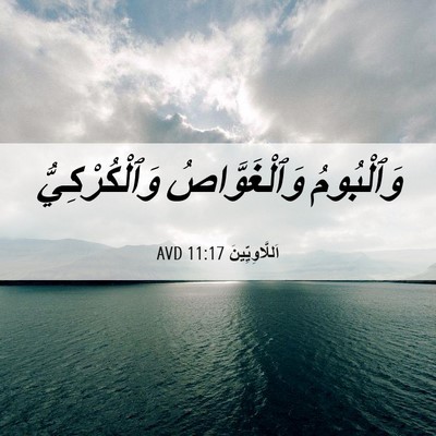 Picture 06 - اَللَّاوِيِّينَ 11:17 AVD - وَٱلْبُومُ وَٱلْغَوَّاصُ - Bible Verse Picture
