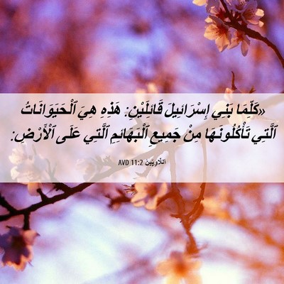 Picture 06 - اَللَّاوِيِّينَ 11:2 AVD - «كَلِّمَا بَنِي - Bible Verse Picture