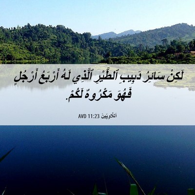 Picture 06 - اَللَّاوِيِّينَ 11:23 AVD - لَكِنْ سَائِرُ دَبِيبِ - Bible Verse Picture