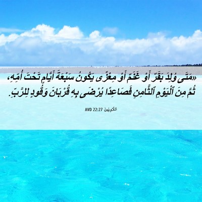 Picture 06 - اَللَّاوِيِّينَ 22:27 AVD - «مَتَى وُلِدَ بَقَرٌ أَوْ - Bible Verse Picture