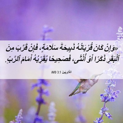 Picture 06 - اَللَّاوِيِّينَ 3:1 AVD - «وَإِنْ كَانَ قُرْبَانُهُ - Bible Verse Picture