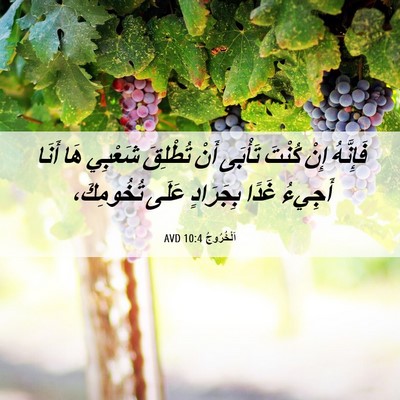 Picture 06 - اَلْخُرُوجُ 10:4 AVD - فَإِنَّهُ إِنْ كُنْتَ - Bible Verse Picture