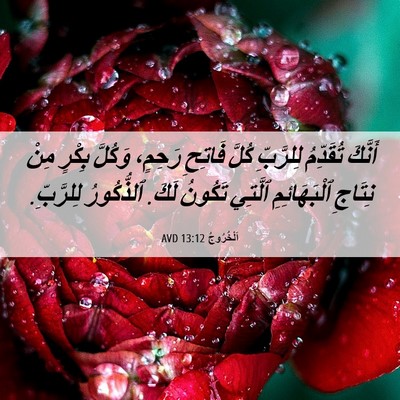 Picture 06 - اَلْخُرُوجُ 13:12 AVD - أَنَّكَ تُقَدِّمُ - Bible Verse Picture