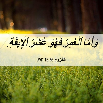 Picture 06 - اَلْخُرُوجُ 16:36 AVD - وَأَمَّا ٱلْعُمِرُ فَهُوَ - Bible Verse Picture