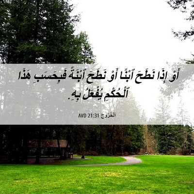 Picture 06 - اَلْخُرُوجُ 21:31 AVD - أَوْ إِذَا نَطَحَ ٱبْنًا - Bible Verse Picture