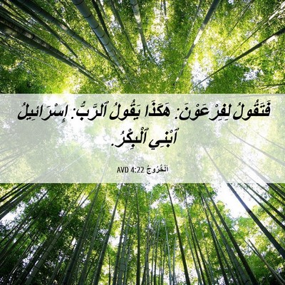 Picture 06 - اَلْخُرُوجُ 4:22 AVD - فَتَقُولُ لِفِرْعَوْنَ: - Bible Verse Picture