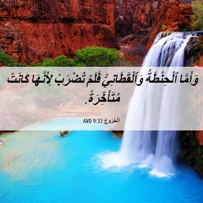 Picture 06 - اَلْخُرُوجُ 9:32 AVD - وَأَمَّا ٱلْحِنْطَةُ - Bible Verse Picture