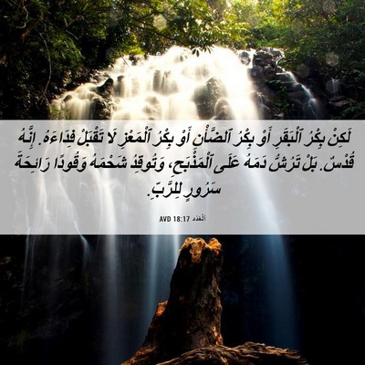 Picture 06 - اَلْعَدَد 18:17 AVD - لَكِنْ بِكْرُ ٱلْبَقَرِ - Bible Verse Picture