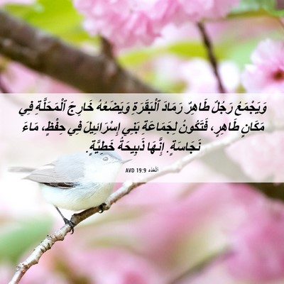 Picture 06 - اَلْعَدَد 19:9 AVD - وَيَجْمَعُ رَجُلٌ طَاهِرٌ - Bible Verse Picture