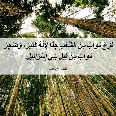 Picture 06 - اَلْعَدَد 22:3 AVD - فَزِعَ مُوآبُ مِنَ - Bible Verse Picture