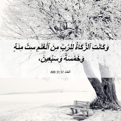 Picture 06 - اَلْعَدَد 31:37 AVD - وَكَانَتِ ٱلزَّكَاةُ - Bible Verse Picture