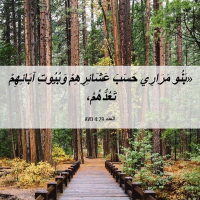 Picture 06 - اَلْعَدَد 4:29 AVD - «بَنُو مَرَارِي حَسَبَ - Bible Verse Picture