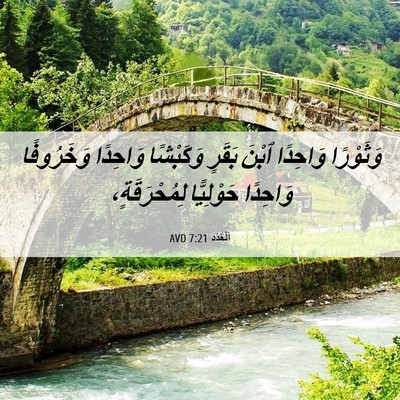 Picture 06 - اَلْعَدَد 7:21 AVD - وَثَوْرًا وَاحِدًا ٱبْنَ - Bible Verse Picture