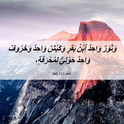 Picture 06 - اَلْعَدَد 7:51 AVD - وَثَوْرٌ وَاحِدٌ ٱبْنُ - Bible Verse Picture