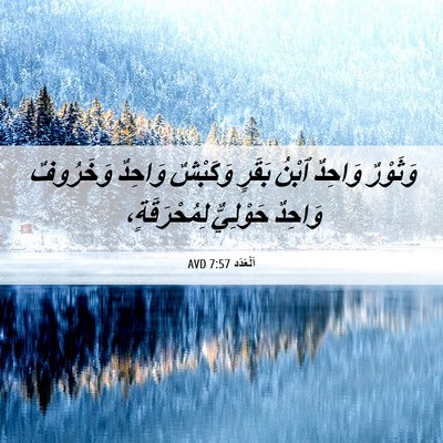 Picture 06 - اَلْعَدَد 7:57 AVD - وَثَوْرٌ وَاحِدٌ ٱبْنُ - Bible Verse Picture