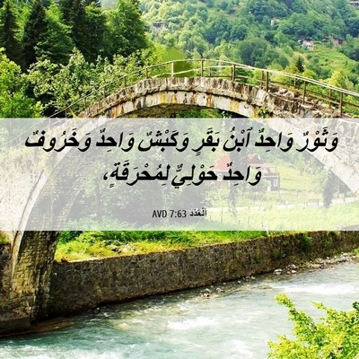 Picture 06 - اَلْعَدَد 7:63 AVD - وَثَوْرٌ وَاحِدٌ ٱبْنُ - Bible Verse Picture