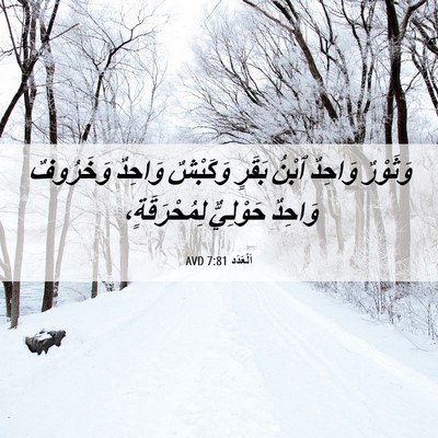 Picture 06 - اَلْعَدَد 7:81 AVD - وَثَوْرٌ وَاحِدٌ ٱبْنُ - Bible Verse Picture