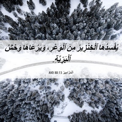 Picture 06 - اَلْمَزَامِيرُ 80:13 AVD - يُفْسِدُهَا ٱلْخِنْزِيرُ - Bible Verse Picture