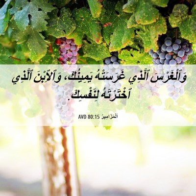 Picture 06 - اَلْمَزَامِيرُ 80:15 AVD - وَٱلْغَرْسَ ٱلَّذِي - Bible Verse Picture