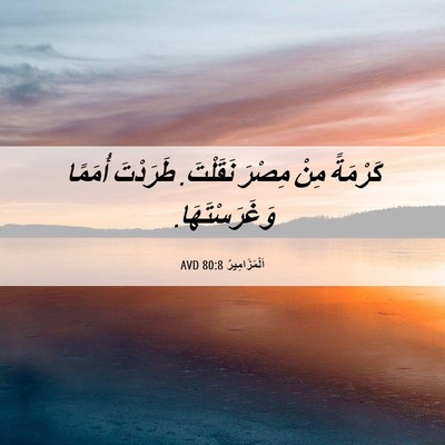 Picture 06 - اَلْمَزَامِيرُ 80:8 AVD - كَرْمَةً مِنْ مِصْرَ - Bible Verse Picture
