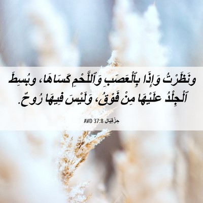 Picture 06 - حِزْقِيَال 37:8 AVD - ونَظَرْتُ وَإِذَا - Bible Verse Picture