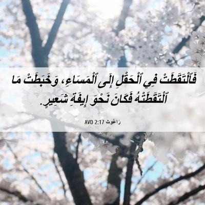 Picture 06 - رَاعُوث 2:17 AVD - فَٱلْتَقَطَتْ فِي - Bible Verse Picture
