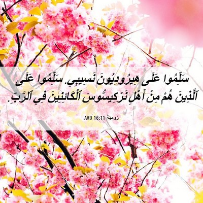 Picture 06 - رُومِيَةَ 16:11 AVD - سَلِّمُوا عَلَى - Bible Verse Picture