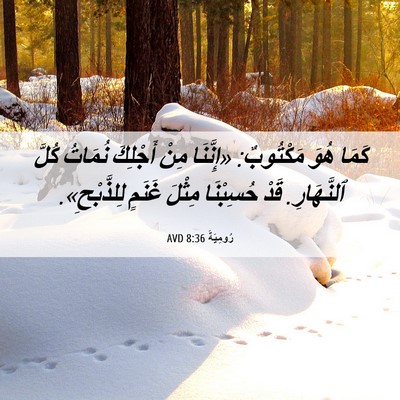 Picture 06 - رُومِيَةَ 8:36 AVD - كَمَا هُوَ مَكْتُوبٌ: - Bible Verse Picture