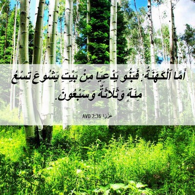 Picture 06 - عَزْرَا 2:36 AVD - أَمَّا ٱلْكَهَنَةُ: - Bible Verse Picture