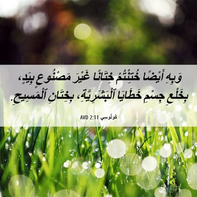 Picture 06 - كُولُوسِي 2:11 AVD - وَبِهِ أَيْضًا خُتِنْتُمْ - Bible Verse Picture