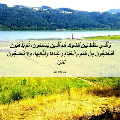 Picture 06 - لُوقا 8:14 AVD - وَٱلَّذِي سَقَطَ بَيْنَ - Bible Verse Picture