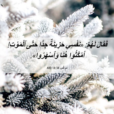 Picture 06 - مَرْقُس 14:34 AVD - فَقَالَ لَهُمْ: «نَفْسِي - Bible Verse Picture