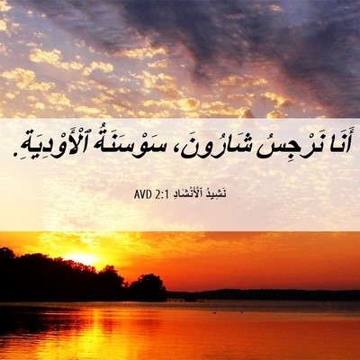 Picture 06 - نَشِيدُ ٱلْأَنْشَادِ 2:1 AVD - أَنَا نَرْجِسُ شَارُونَ، - Bible Verse Picture