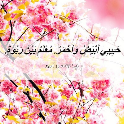 Picture 06 - نَشِيدُ ٱلْأَنْشَادِ 5:10 AVD - حَبِيبِي أَبْيَضُ - Bible Verse Picture