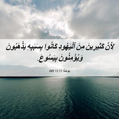 Picture 06 - يوحنَّا 12:11 AVD - لِأَنَّ كَثِيرِينَ مِنَ - Bible Verse Picture