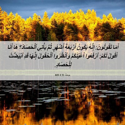 Picture 06 - يوحنَّا 4:35 AVD - أَمَا تَقُولُونَ: إِنَّهُ - Bible Verse Picture