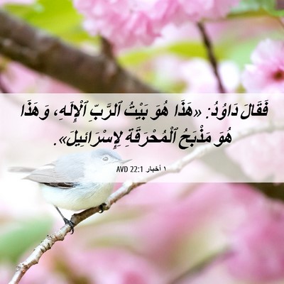 Picture 06 - ١ أخبار 22:1 AVD - فَقَالَ دَاوُدُ: «هَذَا - Bible Verse Picture