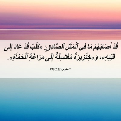 Picture 06 - ٢ بطرس 2:22 AVD - قَدْ أَصَابَهُمْ مَا فِي - Bible Verse Picture