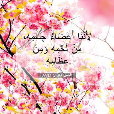 Picture 07 - أفَسُس 5:30 AVD - لِأَنَّنَا أَعْضَاءُ - Bible Verse Picture