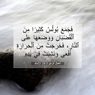 Picture 07 - أَعْمَالُ ٱلرُّسُلِ 28:3 AVD - فَجَمَعَ بُولُسُ كَثِيرًا - Bible Verse Picture
