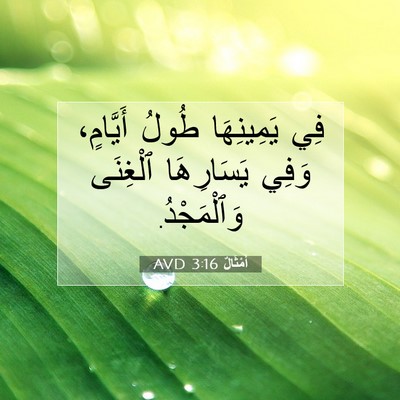 Picture 07 - أَمْثَالٌ 3:16 AVD - فِي يَمِينِهَا طُولُ - Bible Verse Picture