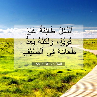 Picture 07 - أَمْثَالٌ 30:25 AVD - ٱلنَّمْلُ طَائِفَةٌ - Bible Verse Picture