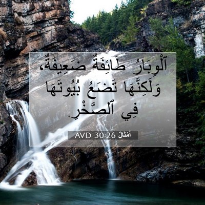 Picture 07 - أَمْثَالٌ 30:26 AVD - ٱلْوِبَارُ طَائِفَةٌ - Bible Verse Picture