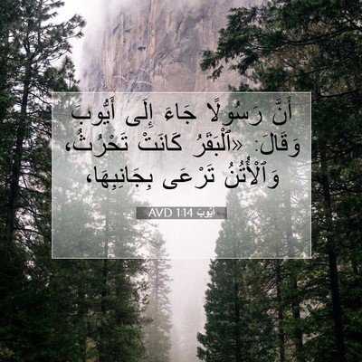 Picture 07 - أَيُّوبَ 1:14 AVD - أَنَّ رَسُولًا جَاءَ إِلَى - Bible Verse Picture