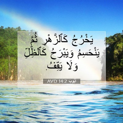 Picture 07 - أَيُّوبَ 14:2 AVD - يَخْرُجُ كَٱلزَّهْرِ - Bible Verse Picture