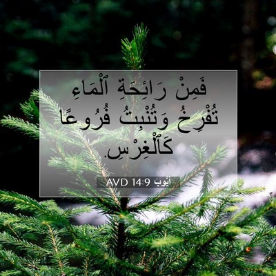 Picture 07 - أَيُّوبَ 14:9 AVD - فَمِنْ رَائِحَةِ ٱلْمَاءِ - Bible Verse Picture
