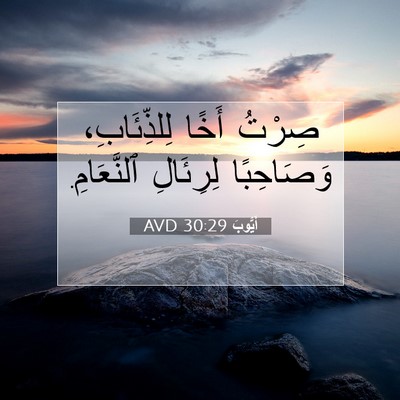 Picture 07 - أَيُّوبَ 30:29 AVD - صِرْتُ أَخًا لِلذِّئَابِ، - Bible Verse Picture