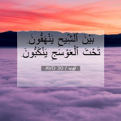 Picture 07 - أَيُّوبَ 30:7 AVD - بَيْنَ ٱلشِّيحِ - Bible Verse Picture