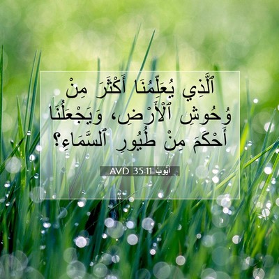 Picture 07 - أَيُّوبَ 35:11 AVD - ٱلَّذِي يُعَلِّمُنَا - Bible Verse Picture